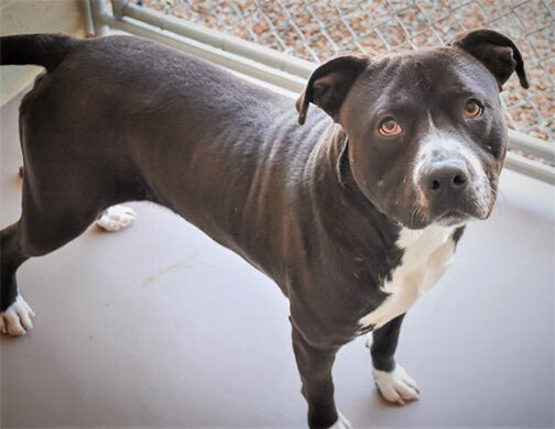 Pet of the Week: Puddin'